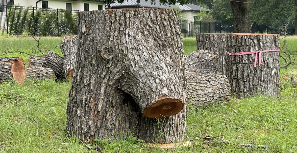 Photo: funny tree stump