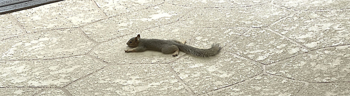 Photo: Squirrel splayed out on the concrete, trying to deal with the brutal Texas heat