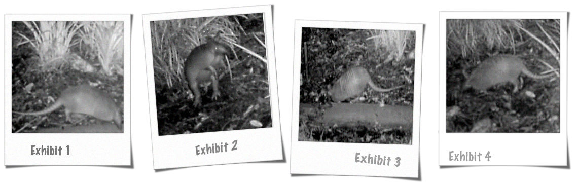 Series of Polaroid-style photos of an armadillo at night