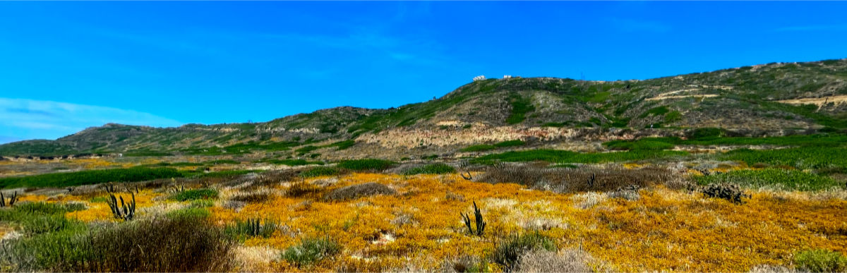 Photo: Cabrillo landscape, San Diego, CA
