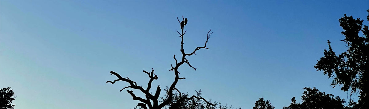 Photo: Two hawks on the top of a tree