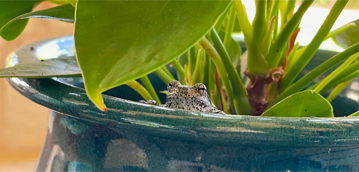 Photo: Tiny tree frog peeking over the edge of a flowerpot
