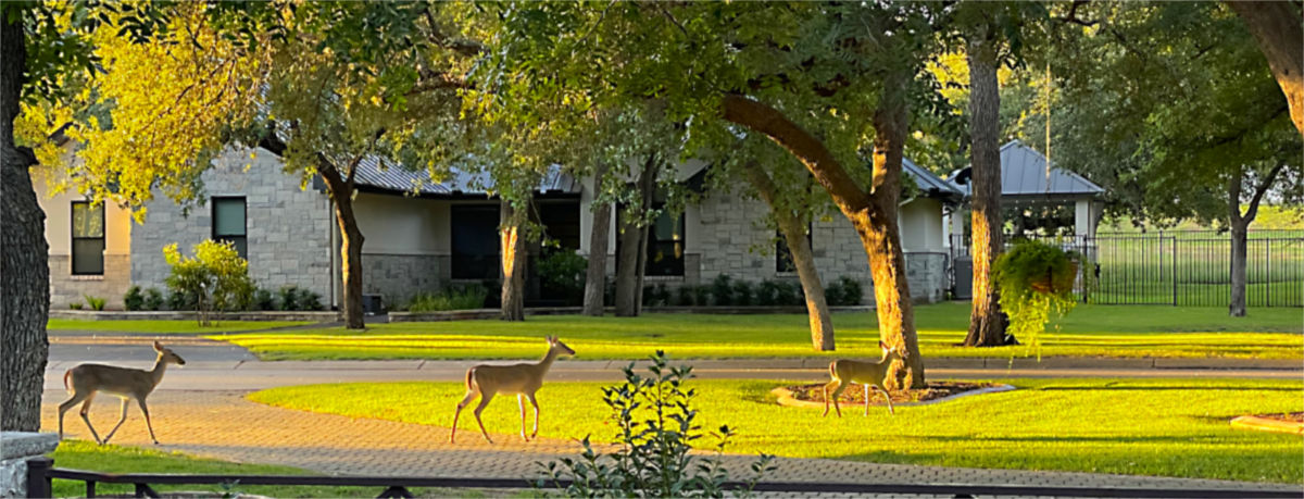 Photo: Three whitetail deer walking through our front yard in the early morning sunlight