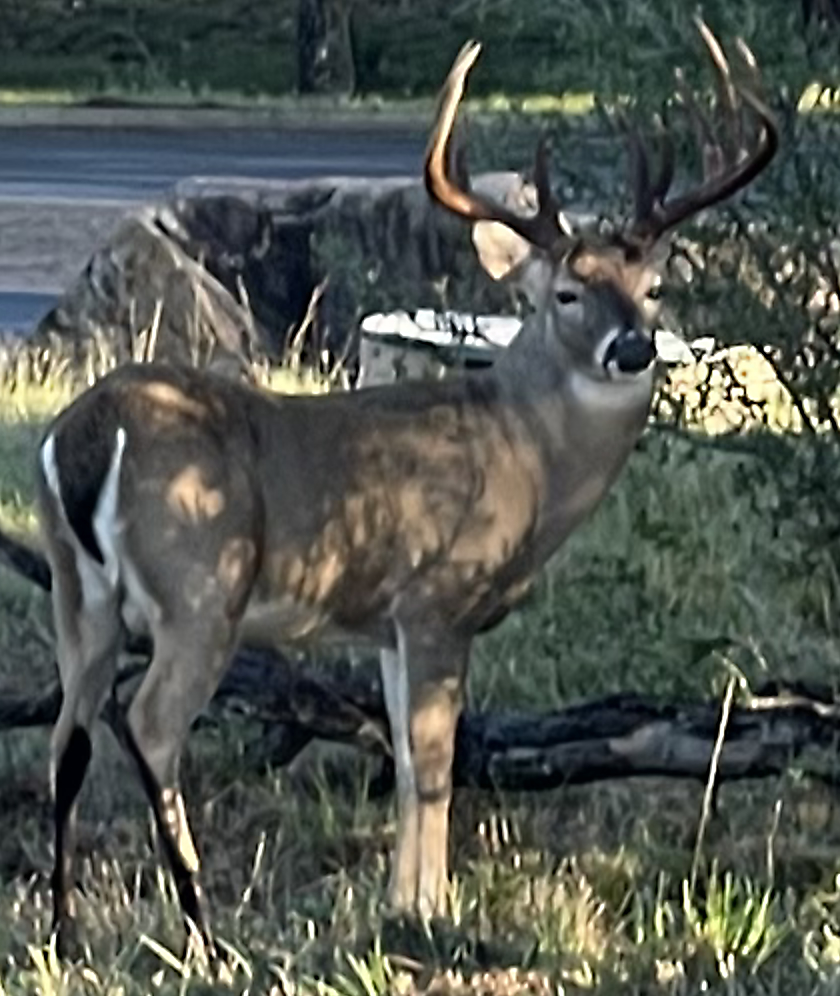 Photo: 12-point whitetail buck in Horseshoe Bay, Texas