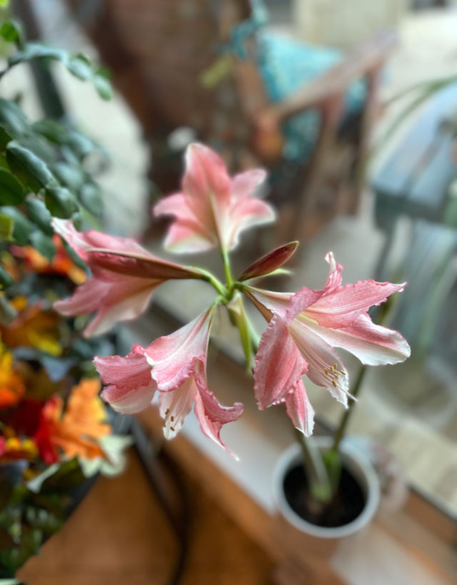 Photo: Amaryllis blooms