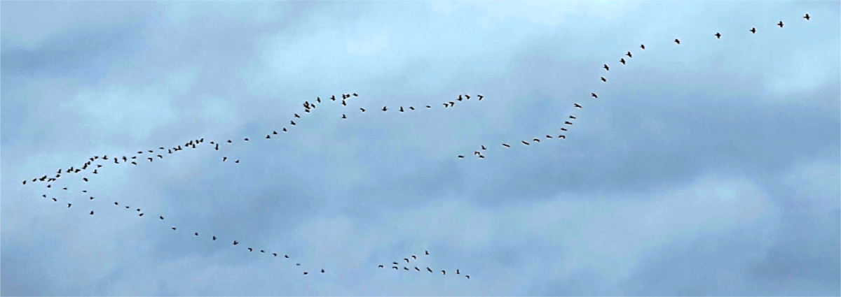 Photo: Geese flying in formation