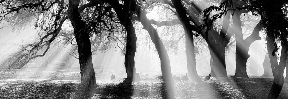 Black and white photo of wild turkeys on a misty morning in Luckenbach, Texas