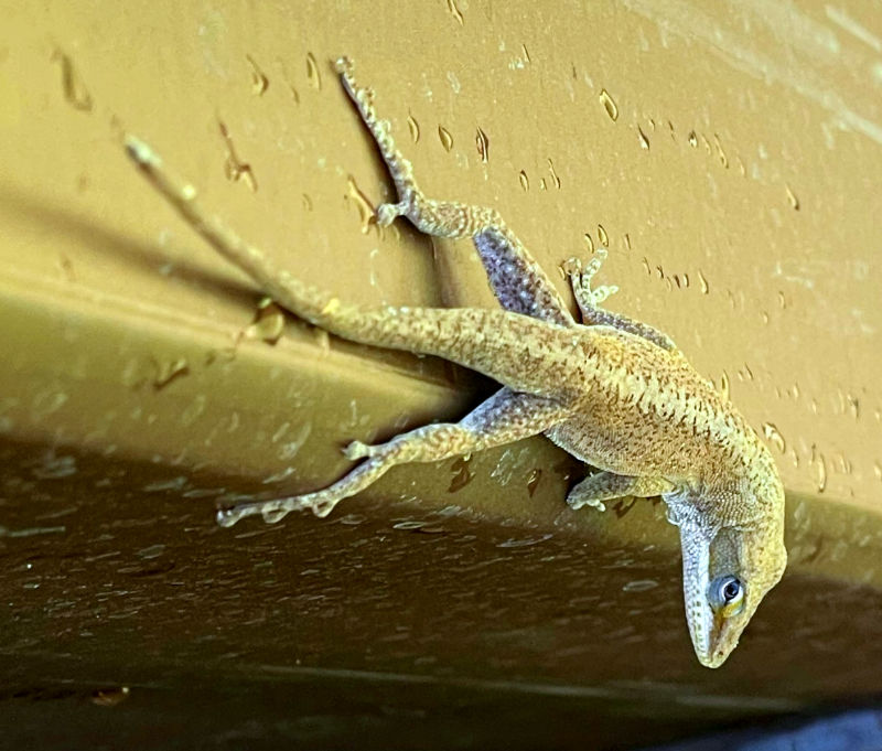 Photo: Green anole clinging to a wet deck railing in Horseshoe Bay, TX