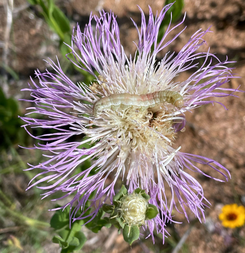 Photo: Caterpillar on a Texas thistle flower in the Horseshoe Bay Nature Park, TX