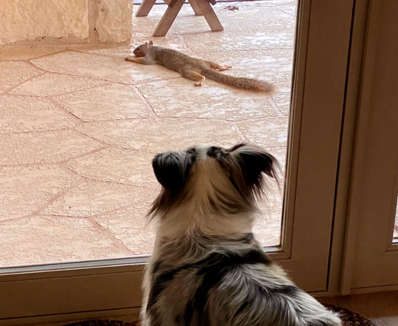 Photo: Cody the Dog watches a splooting squirrel through a window