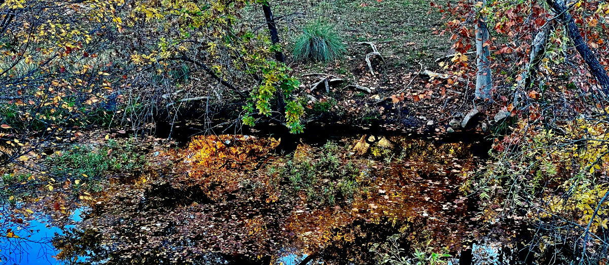 Photo: Creek reflection