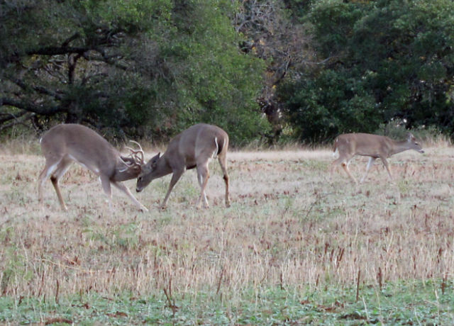 Photo: Two whitetail deer bucks locking antlers