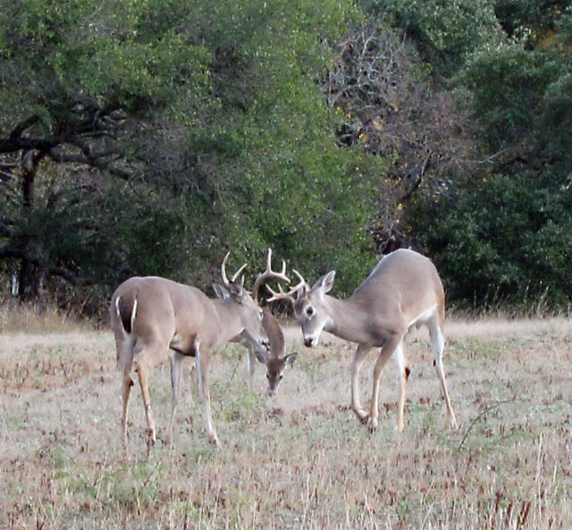 Photo: Two whitetail deer bucks getting ready for battle