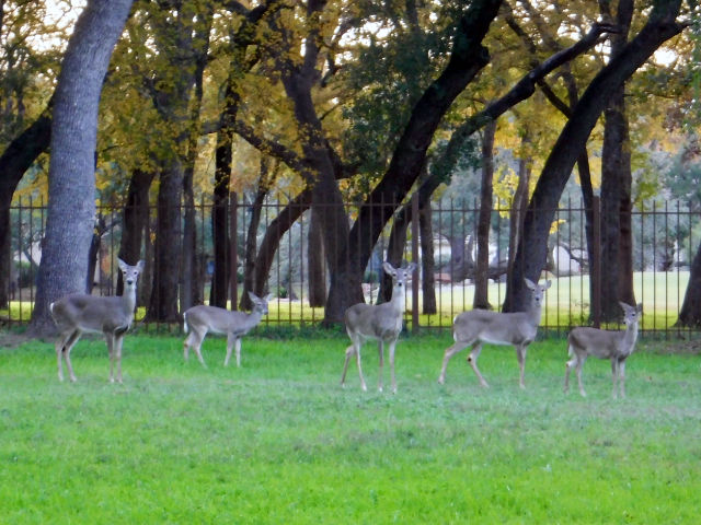 Photo: Five whitetail does