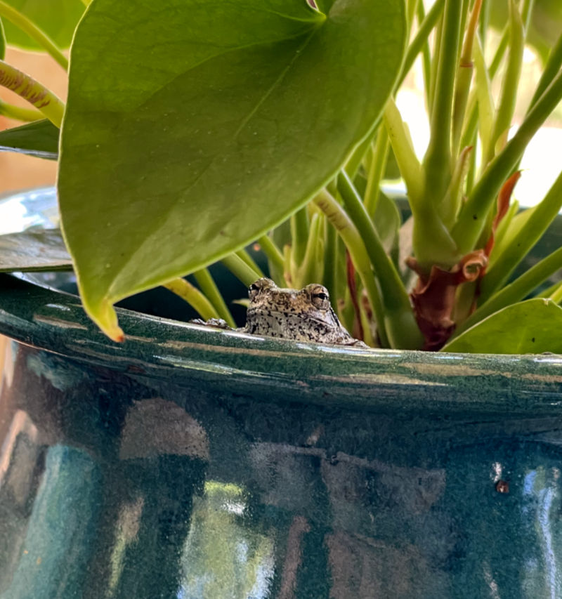 Photo: A tree frog peeks over the edge of a flower pot