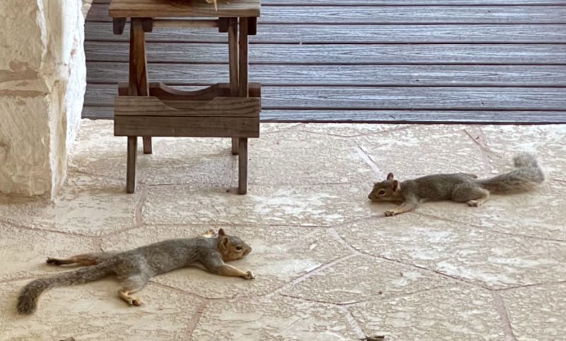 Photo: 2 tree squirrels are stretched out on a concrete patio in an attempt to escape the brutal heat