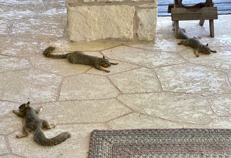 Photo: 3 tree squirrels stretched out on a concrete patio in an attempt to avoid the heat