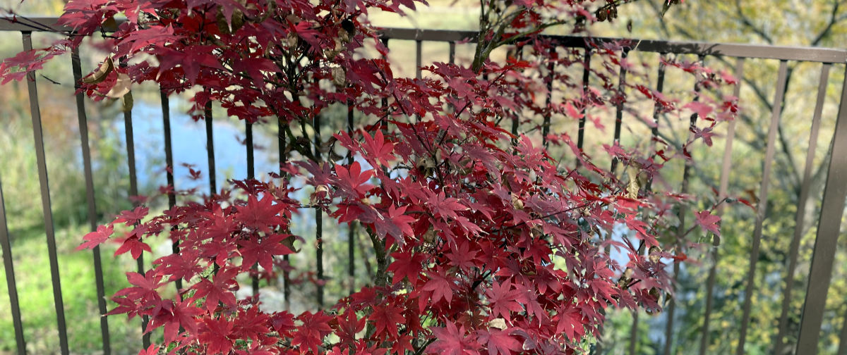 Photo: Japanese maple in red phase of foliage