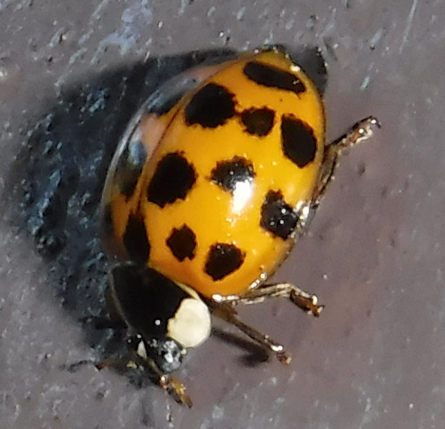 Photo: Asian lady beetle