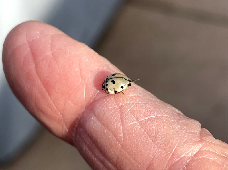Photo: White ladybug resting on my finger