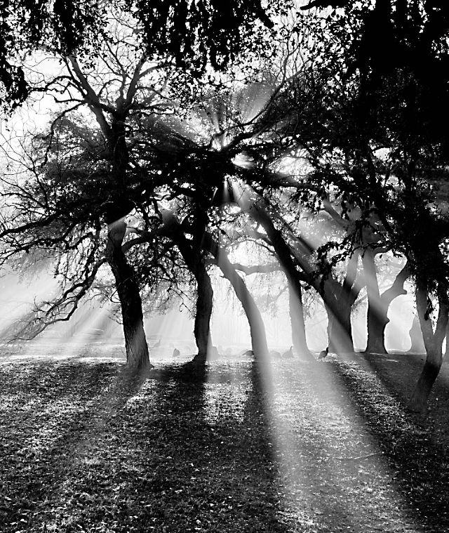 Black & white photo of wild turkeys on a misty morning in Luckenbach, TX