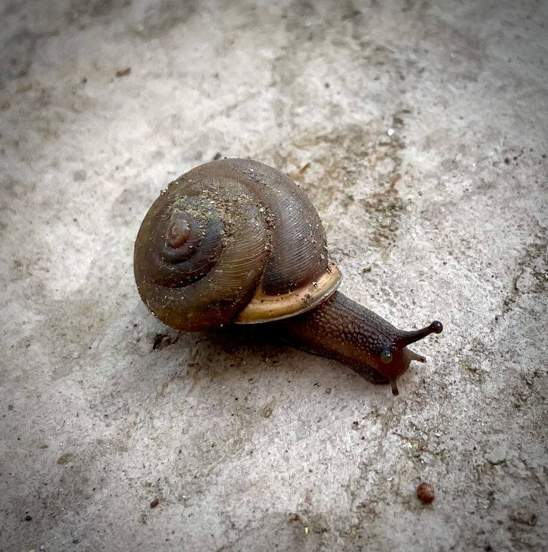 Photo: Closeup of a snail inching across a cement pad in Horseshoe Bay, TX