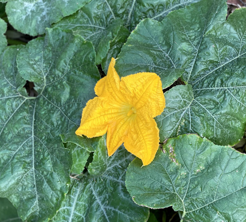 Photo: A bright yellow squash blossom set against the wide green leaves of the plant