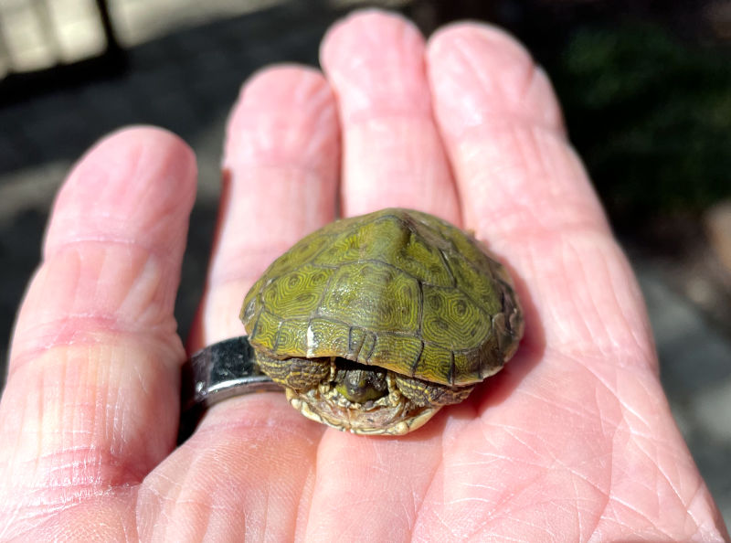 Photo: tiny river cooter (turtle) in the palm of my hand, Horseshoe Bay, TX
