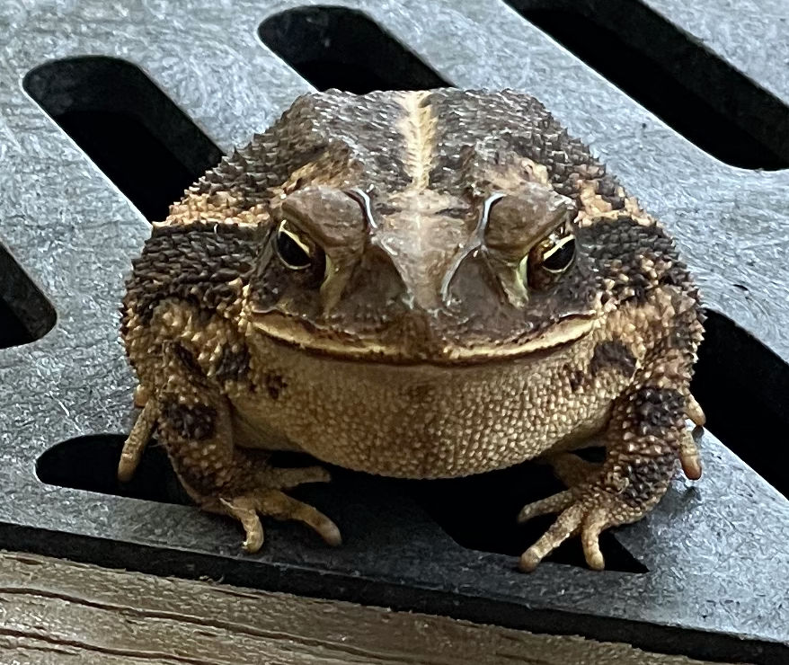 Photo: A gulf coast toad grinning at the camera in Horseshoe Bay, TX