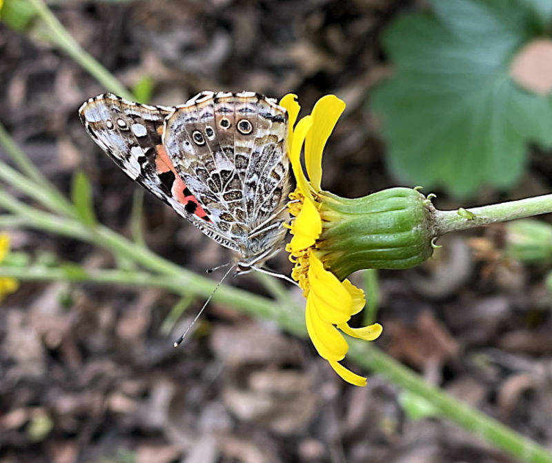 Photo: Unidentified butterfly on a tractor seat plant bloom