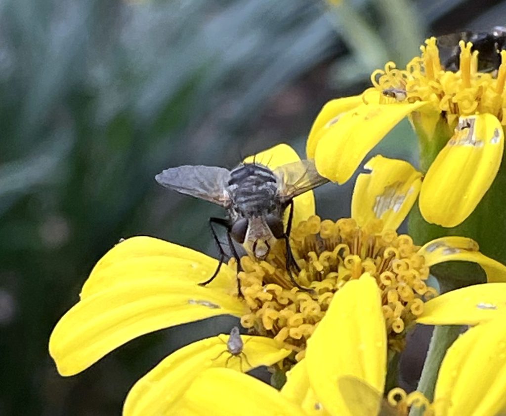 Photo: Unidentified fly or bee on a tractor seat plant flower