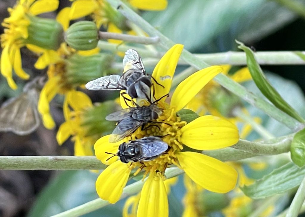 Photo: Three unidentified flies or bees on a single tractor seat plant flower