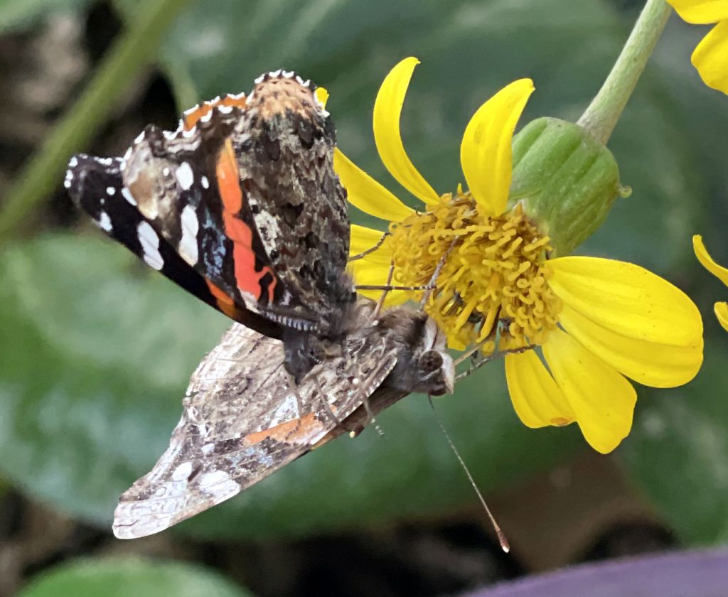 Photo: Two unidentified butterflies on a single tractor seat plant flower