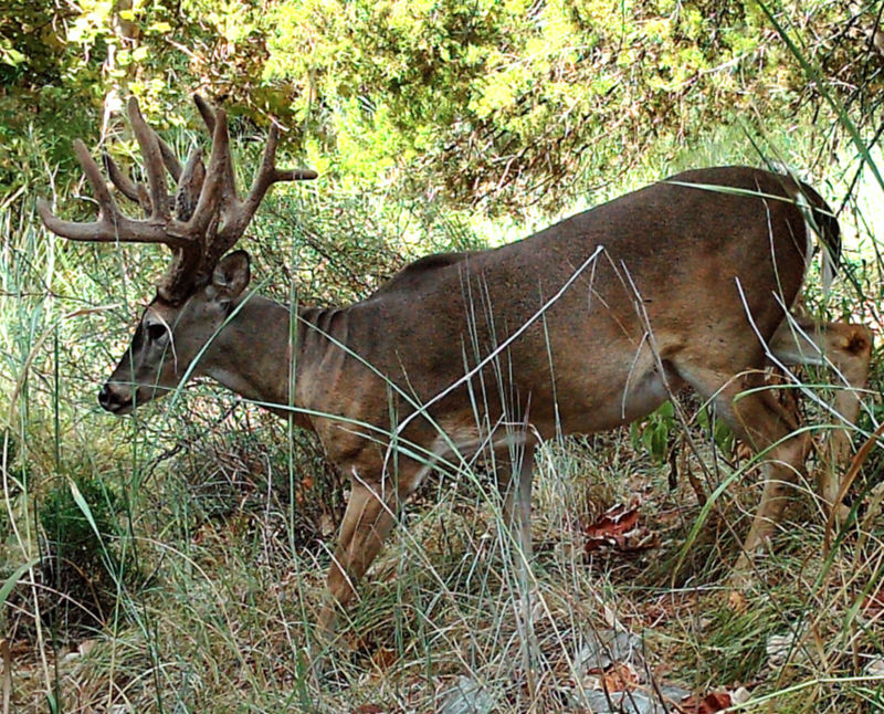 Photo: Large whitetail buck captured on a trail camera