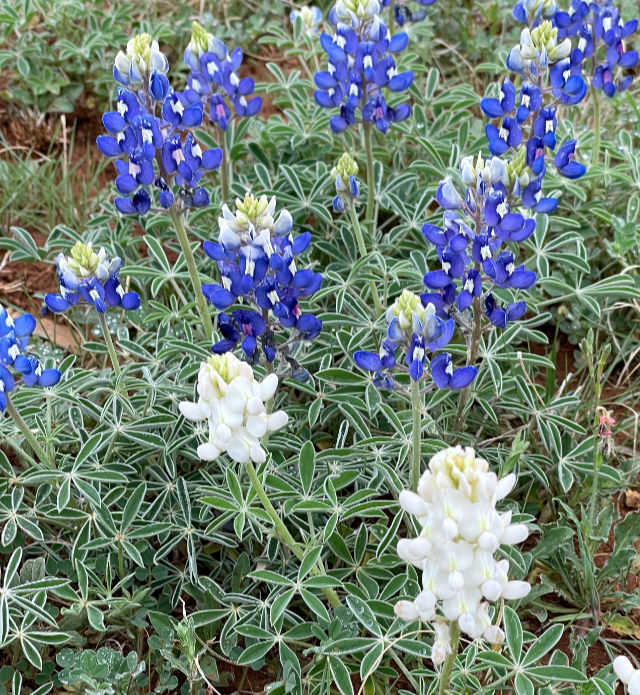 Photo: Two white bluebonnets in the midst of the more traditionally colored bluebonnets in a field in Horseshoe Bay, TX