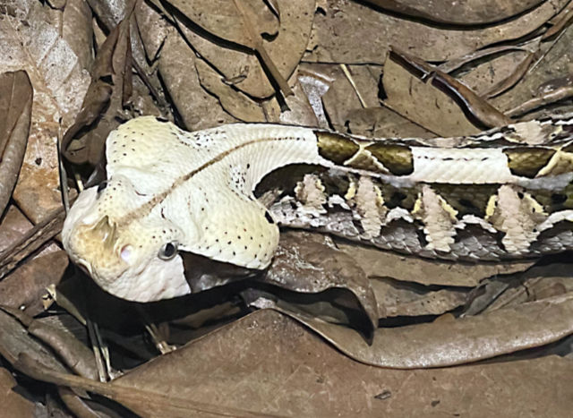 Photo: Closeup of the head of a Gaboon viper in the Reptilandia Reptile Lagoon, Johnson City, TX