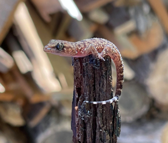 Photo: A tiny house gecko sought protection from the elements under the bark of a piece of firewood