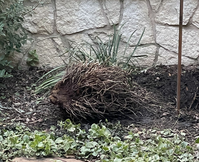 Photo: Palm tree root ball posing as a porcupine