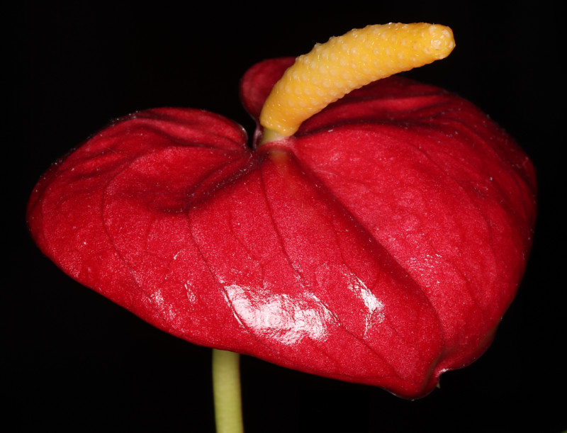 Photo: Closeup of an anthurium bloom