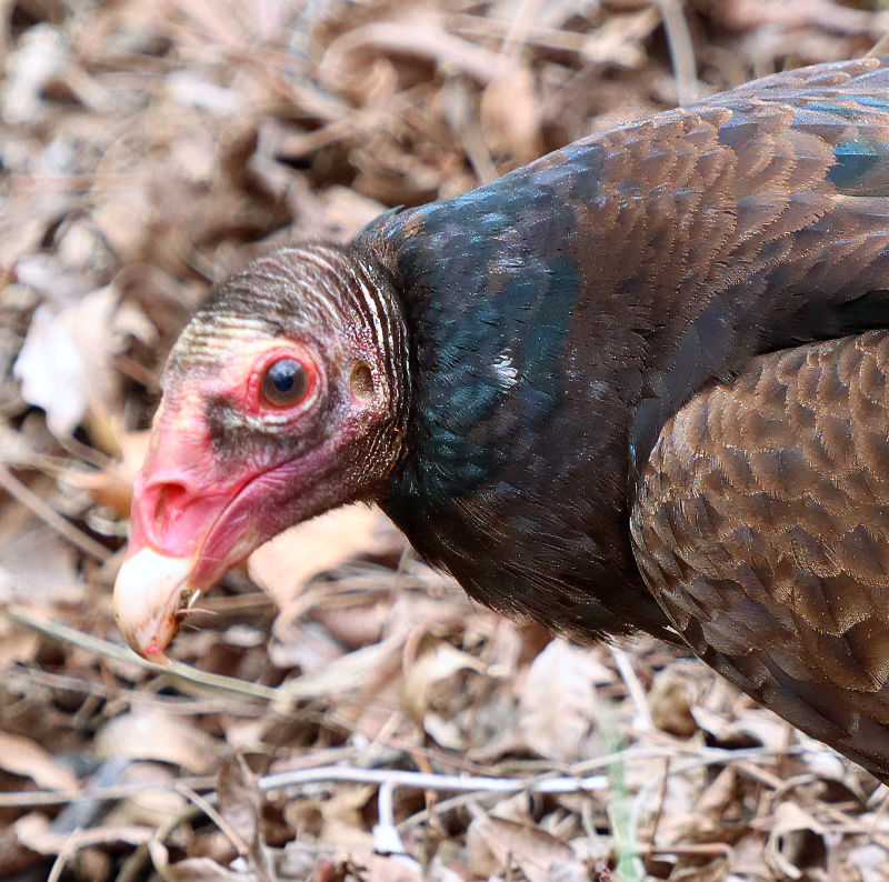 Photo: Closeup of a turkey vulture's head and neck