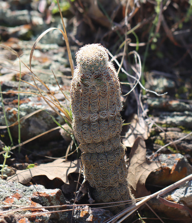 Photo: Phallic-looking cactus