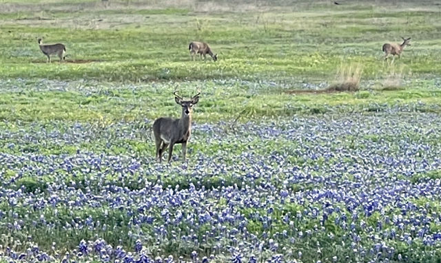 Photo: A whitetail buck and three does amidst a sea of flowers