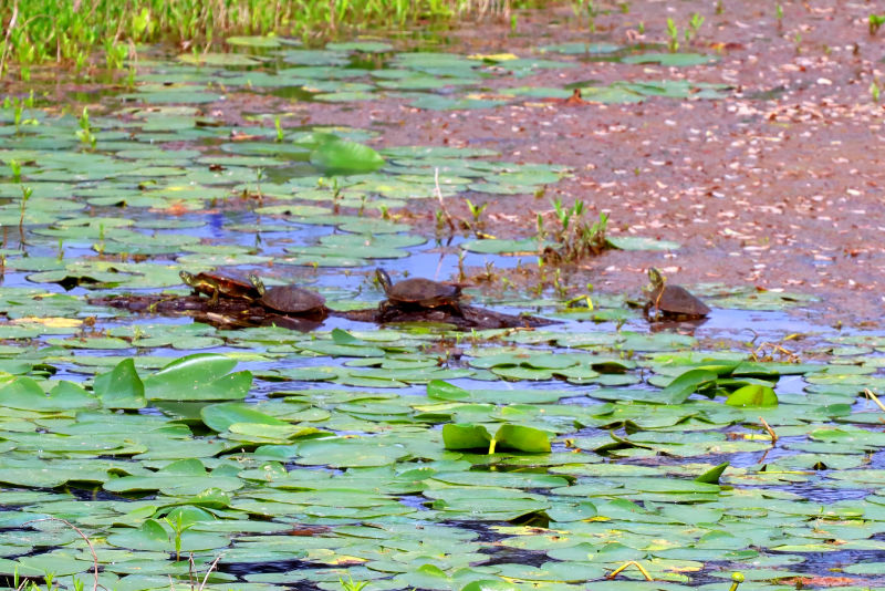 Photo: Row of turtles on a partially submerged log in a creek