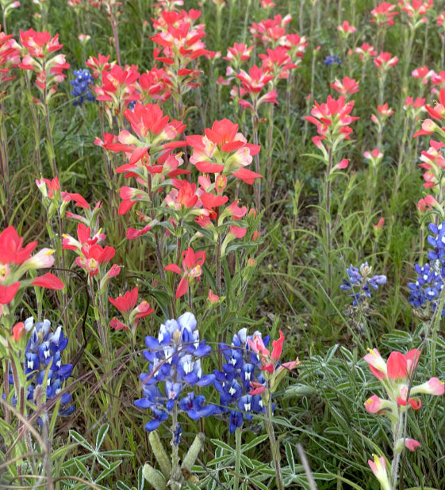 Photo: Closeup of Indian blanket flowers with bluebonnets in the foreground