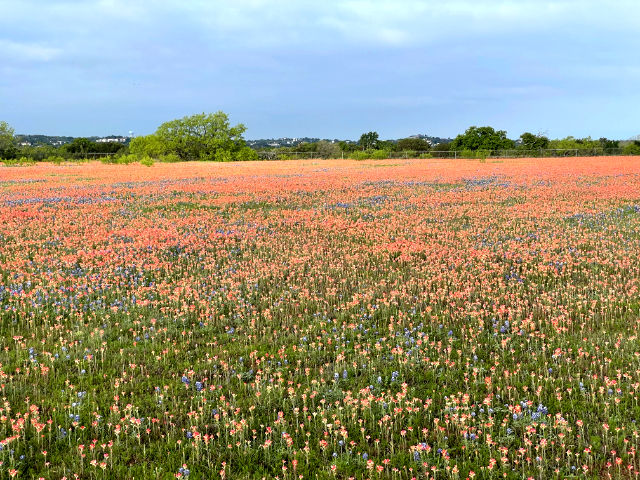 Photo: Large field covered with Indian blanket flowers interspersed with bluebonnets