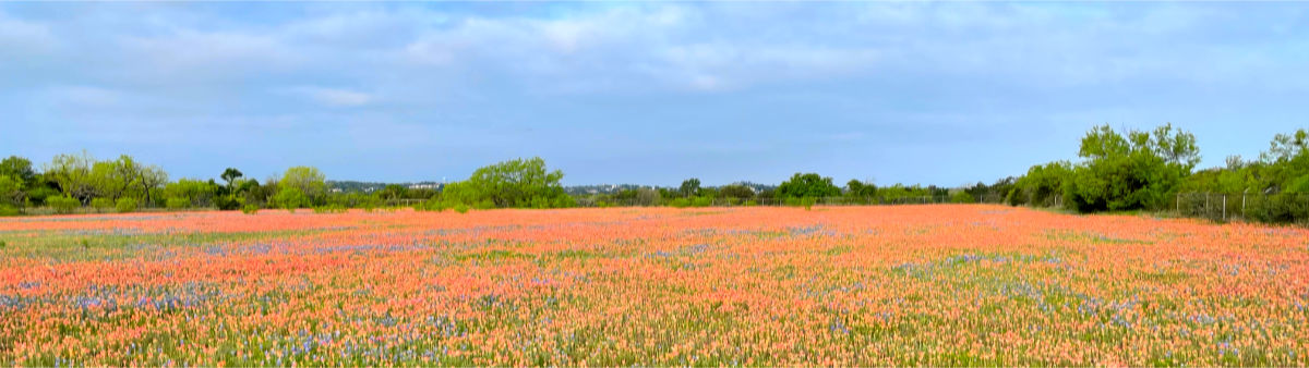 Photo: Field of Indian Blankets interspersed with bluebonnets