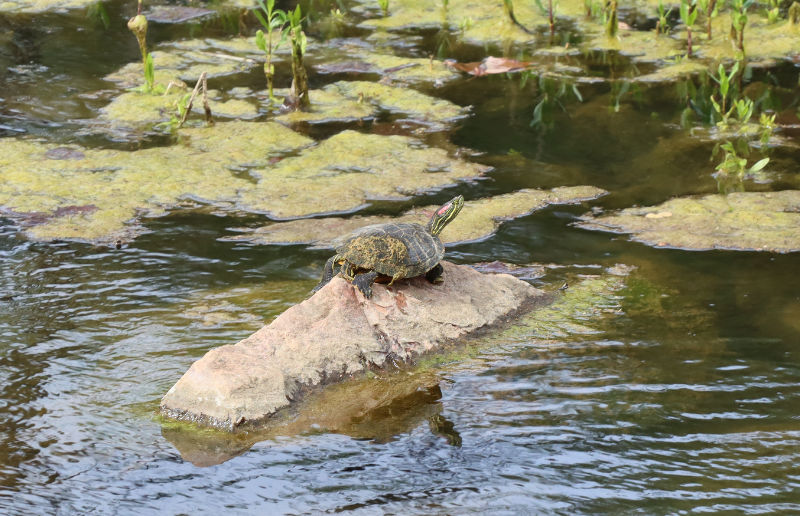 Photo: Red eared slider on a rock in a creek
