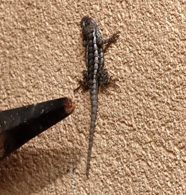 Photo: A juvenile Texas spiny lizard clings to a stuccoed wall