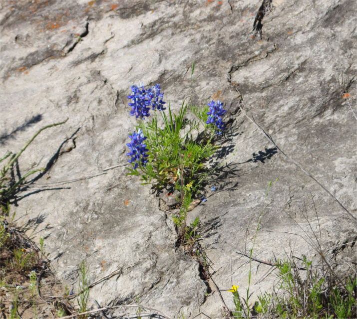 Photo: Bluebonnet springing up out of a crack in a large flat rock