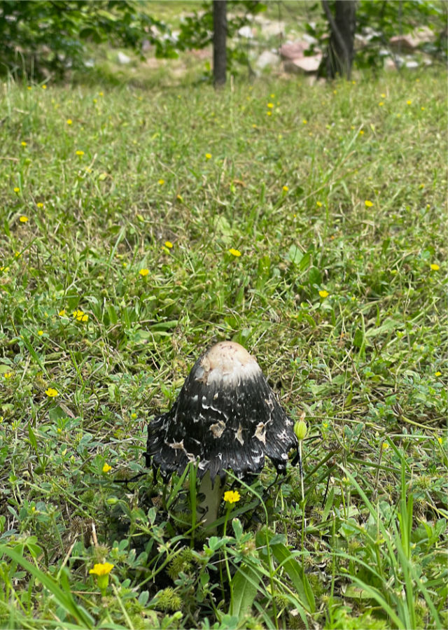 Photo: Unknown mushroom growing in a vacant lot